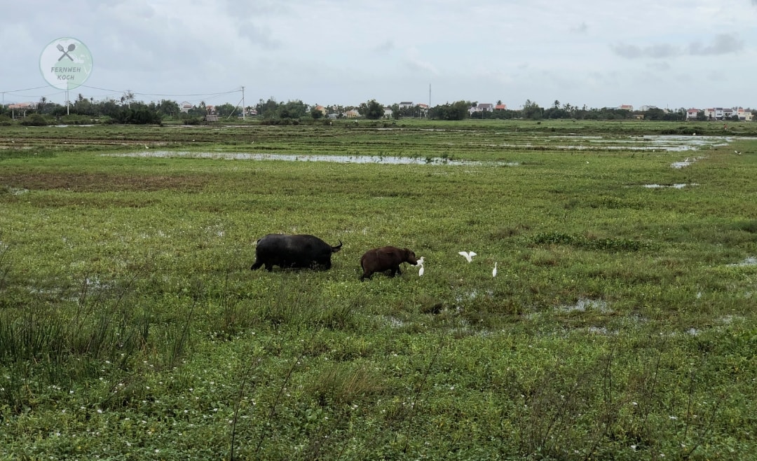Büffel und Baby auf Reisfeld in Hoi An Büffel und Baby auf Reisfeld in Hoi An