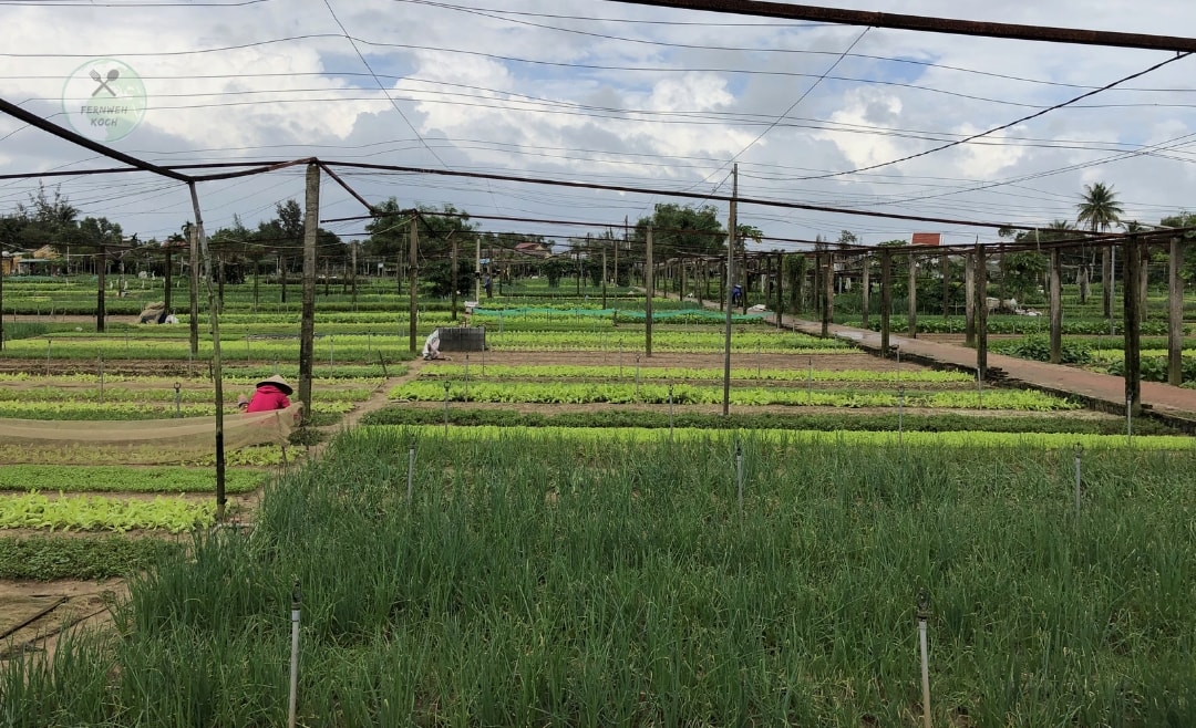 Ökologischer Landbau in Tra Que bei Hoi An Ökologischer Landbau in Tra Que bei Hoi An