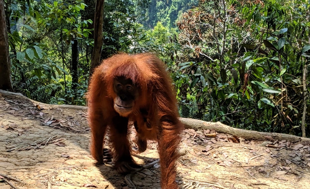 Orang Utan Mutter mit Kind im Dschungel von Bukit Lawang-min Orang Utan Mutter mit Kind im Dschungel von Bukit Lawang-min